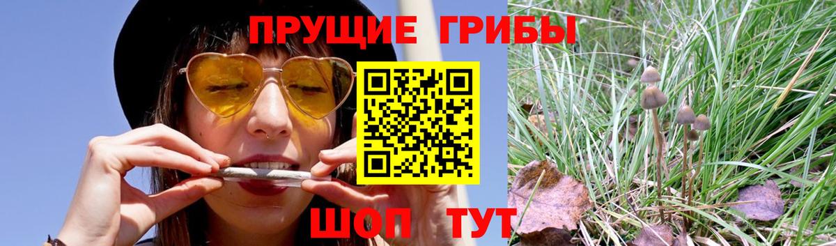 Галлюциногенные грибы Psilocybine cubensis Невинномысск